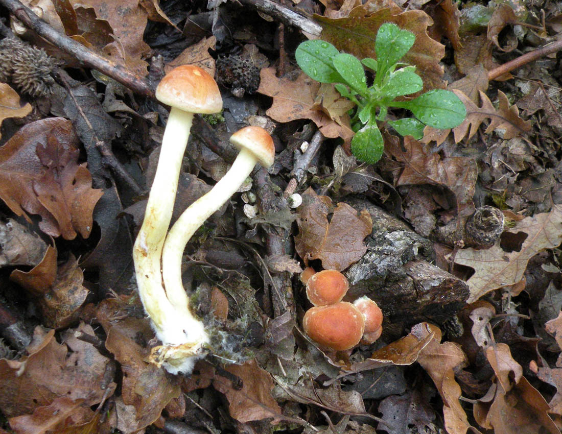 Nei boschi di Ulderico